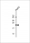 UCK Antibody (C-term)