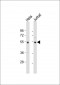 PTP1B Antibody