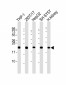 GPX1 Antibody (C-term)
