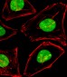 EWSR1 Antibody (C-term)