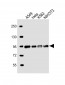 EWSR1 Antibody (C-term)