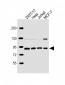 HNRNPUL2 Antibody (Center)