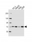 HSPA9 Antibody (Center)