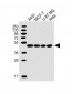 KAT1 (HAT1) Antibody (C-term)