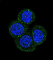 MEN1 Antibody (N-term)