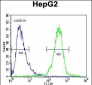 IGF2BP2 Antibody (C-term)