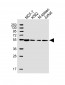 PPM1H Antibody (Center)