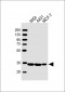 AMMECR1 Antibody (C-term)