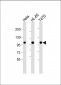 EZH2 Antibody