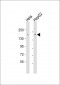 LAP2 Antibody