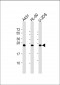 RAB5C Antibody