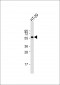 RIPK3 Antibody (C-term)