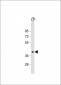 Connexin 43 Antibody (N-term)