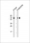 SIGLEC7  (D-siglec)  Antibody (N-term)