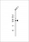 POLR3G Antibody (C-term)