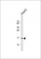 SCAND1 Antibody (C-term)