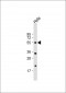 CBX4 Antibody (N-term)