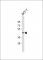 MBOAT7 Antibody(Center)