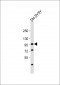 PROX1 Antibody (N-term)