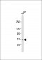 USP2 Antibody (C-term L523)