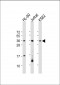 RSPO1 Antibody (C-Term)