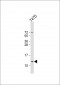 SCGB2A2 Antibody (N-Term)