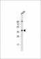 DNAJB4 Antibody (C-Term)