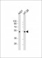 p53 Antibody (Sumoylation Site Specific)