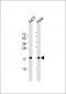 PPIA Antibody (N-term)