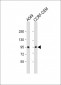 CD71 Antibody (C-term)