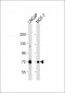 DLAT Antibody (C-term)