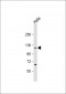 IPO7 Antibody (N-term)