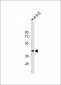 SIRT7 Antibody (C-term)