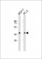 VEGF Antibody (C-term)