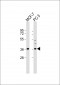 VEGF Antibody (C-term)