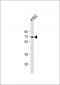 TIEG2 Antibody (N-term)