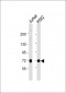 MELK Antibody (C-term)