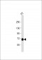 PCSK2 Antibody (N-term)