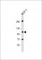 MCK10 Antibody