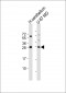 BDNF Antibody (C-term)