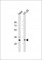 GNB2L1 Antibody (N-term)