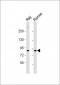 IKK epsilon (IKKE) Antibody (C-term)