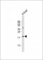 IFNB1 Antibody (N-term)