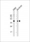 ADH5 Antibody (Center)