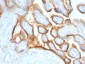  HCG-alpha (Pregnancy & Choriocarcinoma Marker) Antibody - With BSA and Azide