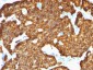  Chromogranin A / CHGA (Neuroendocrine Marker) Antibody - With BSA and Azide