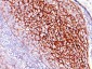 CD35 / CR1 (Follicular Dendritic Cell Marker) Antibody - With BSA and Azide