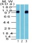  beta-Catenin (p120) Antibody - With BSA and Azide