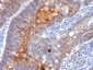  IgA Secretory Component / ECM1 Antibody - With BSA and Azide