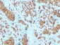  MART-1 / Melan-A / MLANA (Melanoma Marker) Antibody - With BSA and Azide